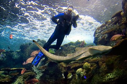 diveimmersion_405_270_80auto_c1_c_c_0_0_1