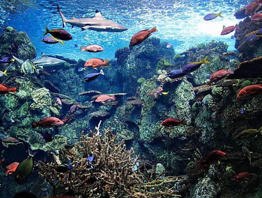 tropical-reef-exhibit_lrg_530_400_85shar-70-5-5_s_c1_c_c_0_0_1
